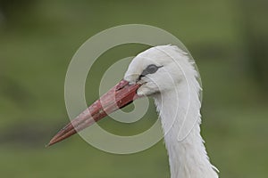 White stork close up portrait