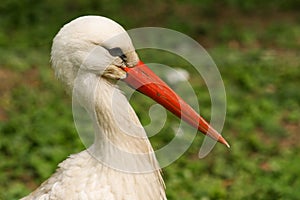 White stork close up view in nature with green background, Slovakia