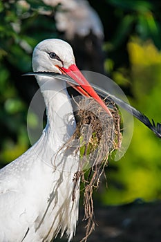 A white stork collecting nesting material