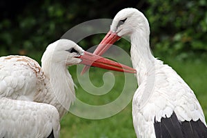 White Stork Couple