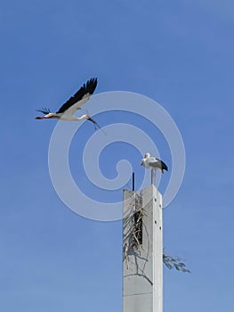 A white stork couple building their nest. One in flight carrying a twig in its beak