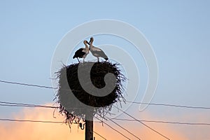 A white stork couple building their nest in the spring season