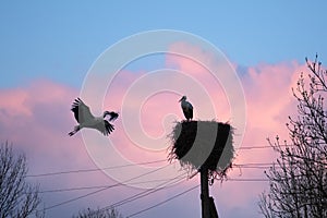 A white stork couple building their nest in the spring season