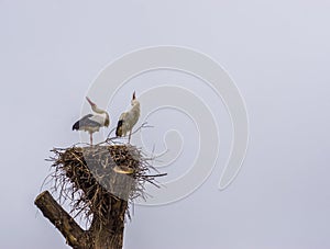 White stork couple in their nest making sound, common birds in europe, Migrated birds from Africa