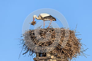 White stork in courtship period in early spring