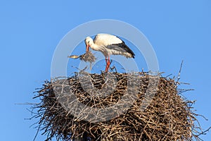 White stork in courtship period in early spring