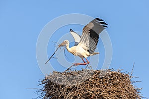 White stork in courtship period in early spring