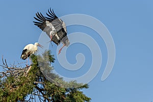 White stork in courtship period in early spring