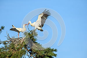 White stork in courtship period in early spring