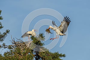 White stork in courtship period in early spring