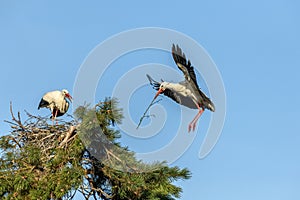 White stork in courtship period in early spring