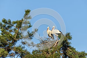 White stork in courtship period in early spring