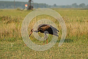 White Stork dirty oil slick, ecological disaster