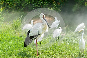 A white stork and Eurasian spoonbill  birds resting on grassland in wetland nature reserve in the fog morning time