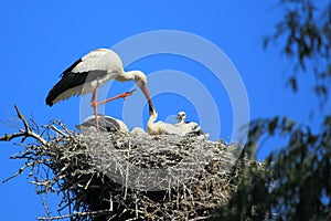 White stork family