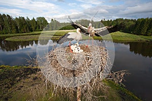White stork family