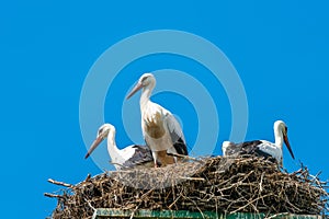 White stork family - Ciconia ciconia