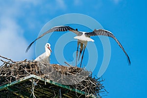 White stork - Ciconia ciconia