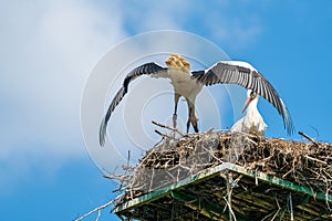 White stork - Ciconia ciconia