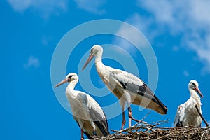 White stork family - Ciconia ciconia