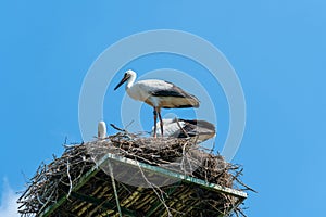 White stork Ciconia ciconia