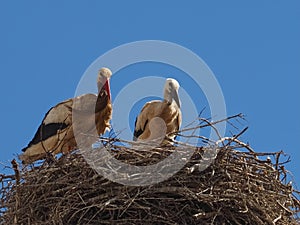 White stork family in its nest