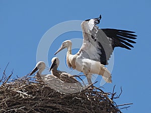 White stork family in its nest