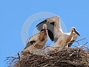 White stork family in its nest with wide spread wings flying