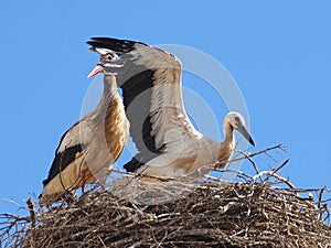 White stork family in its nest with wide spread wings flying
