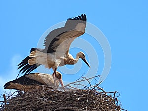 White stork family in its nest with wide spread wings flying