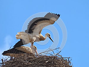 White stork family in its nest with wide spread wings flying