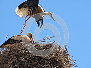 White stork family in its nest with wide spread wings flying