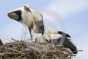 White stork fanning self in nest photo