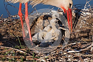 White stork feeding chicks