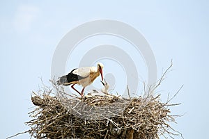 White stork feeding her babies on the nest