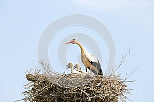 White stork feeding her babies on the nest