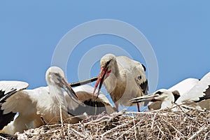 White stork feeding youngsters