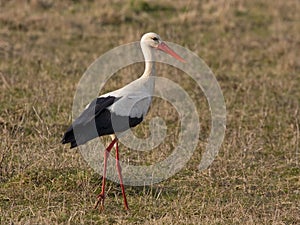 White stork on the field