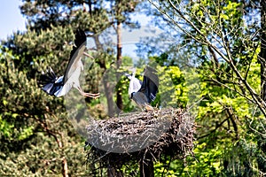 White stork fighting a grey heron