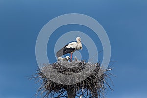 White Stork with fledglings on a nest