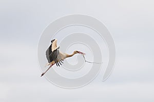 White stork flies with branch of tree in beak.