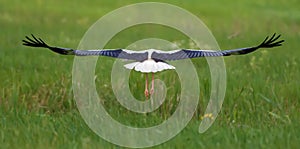White Stork flies over green grass back view