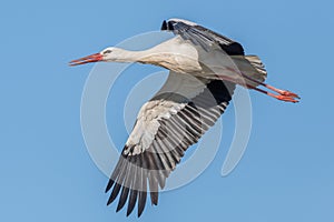 White stork in flight (ciconia ciconia) in spring