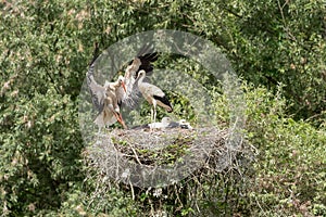 A white stork in flight reaches the young waiting in the nest