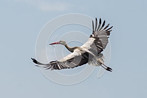 White stork in flight