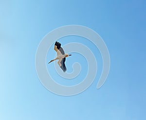 White stork floating in the air