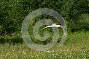 White stork flying