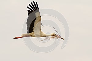 White Stork Flying