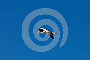 White stork flying against a clear blue sky.