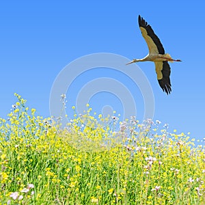 White stork flying in clear blue sky